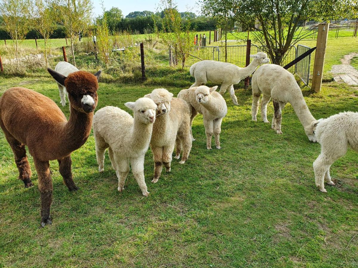 Dartmoor Reach Alpaca Farm Heated Cabins 5 Mins Drive To Dartmoor Bovey Tracey Exterior foto