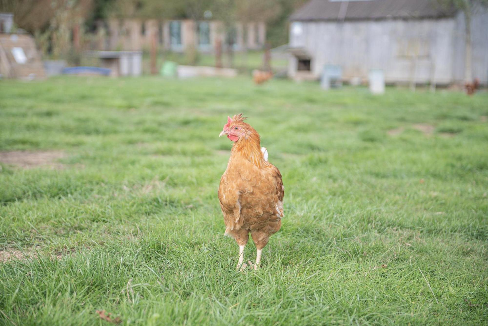 Dartmoor Reach Alpaca Farm Heated Cabins 5 Mins Drive To Dartmoor Bovey Tracey Cameră foto